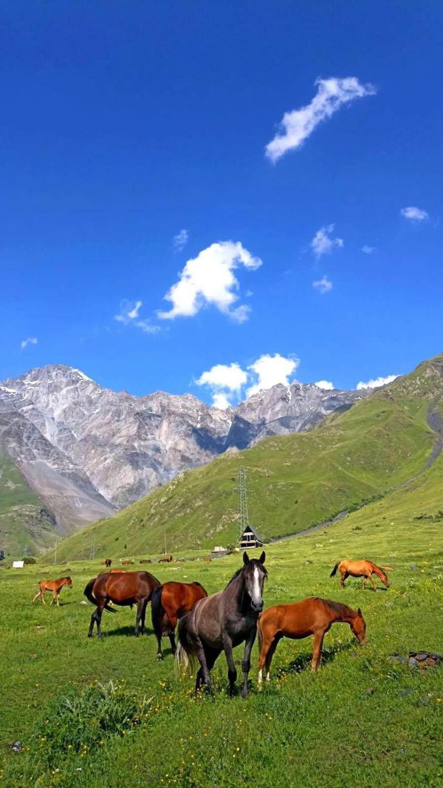Mountain Flower Cottage Kazbegi Exterior foto